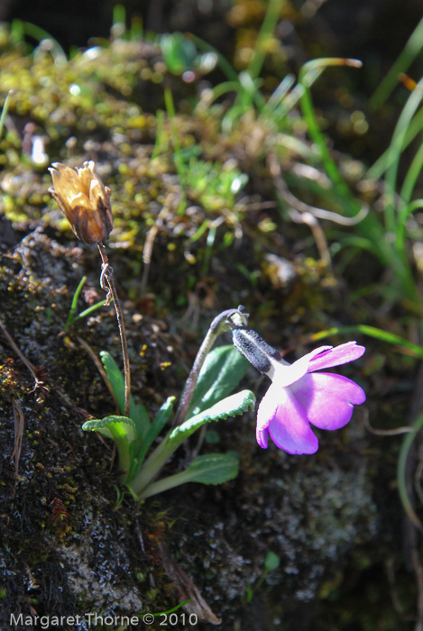 <i>Primula megalocarpa </i>