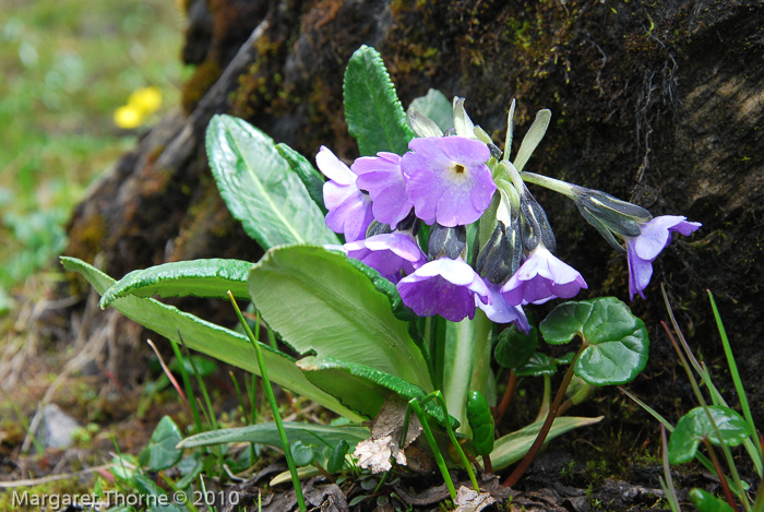 <i>Primula megalocarpa </i>