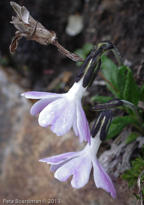 <i>Primula megalocarpa </i>