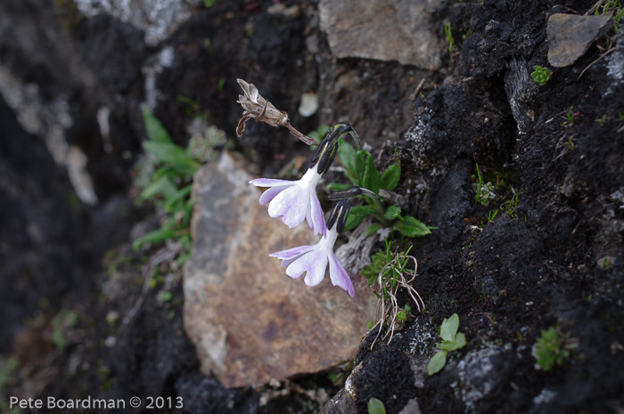 <i>Primula megalocarpa </i>