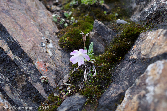 <i>Primula megalocarpa </i>