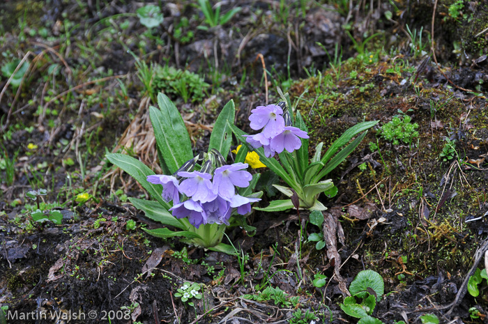 <i>Primula megalocarpa </i>