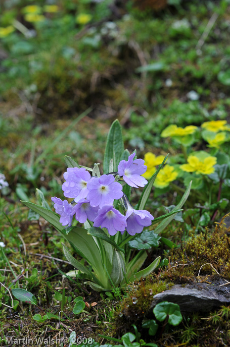 <i>Primula megalocarpa </i>