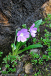 <i>Primula megalocarpa </i>