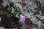 <i>Primula megalocarpa </i>