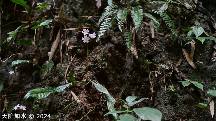 <i>Primula meishanensis </i>