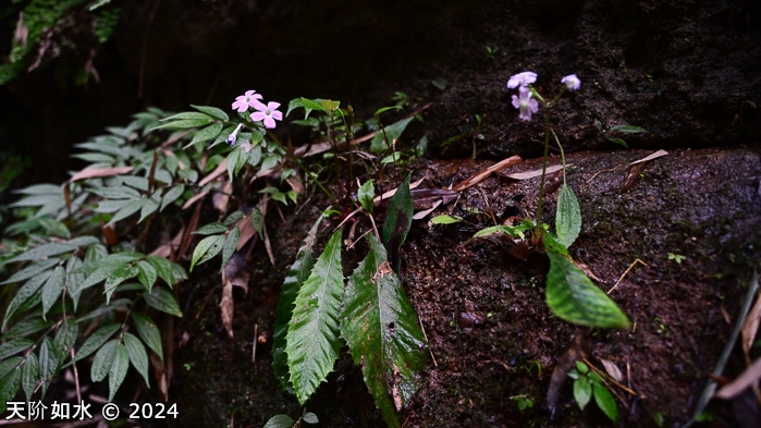 <i>Primula meishanensis </i>
