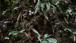 <i>Primula meishanensis </i>