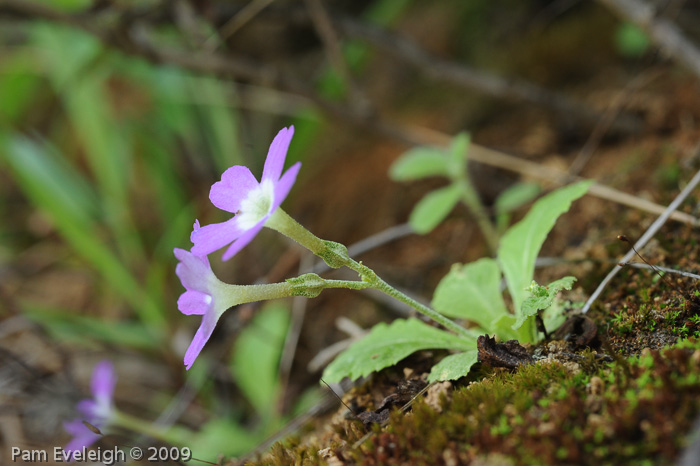 <i>Primula membranifolia </i>