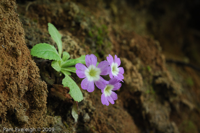 <i>Primula membranifolia </i>