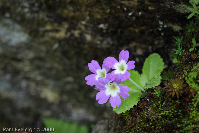 <i>Primula membranifolia </i>