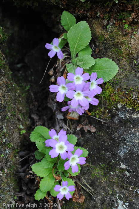 <i>Primula membranifolia </i>