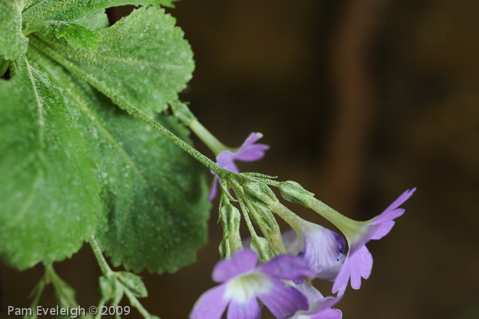 <i>Primula membranifolia </i>