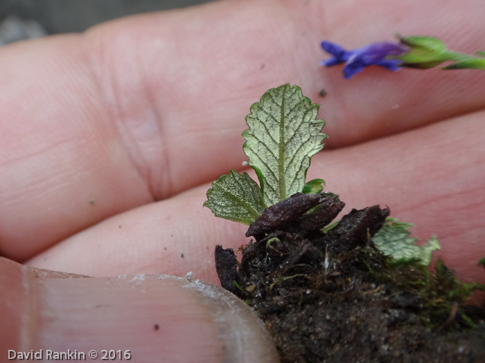 <i>Primula membranifolia </i>