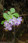 <i>Primula membranifolia </i>