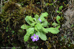 <i>Primula membranifolia </i>