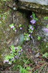 <i>Primula membranifolia </i>