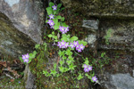 <i>Primula membranifolia </i>