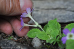 <i>Primula membranifolia </i>