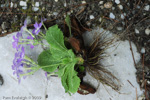 <i>Primula membranifolia </i>