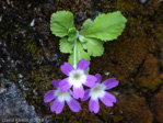 <i>Primula membranifolia </i>