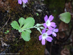 <i>Primula membranifolia </i>