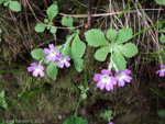 <i>Primula membranifolia </i>