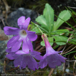 <i>Primula membranifolia </i>