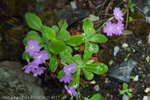 <i>Primula membranifolia </i>