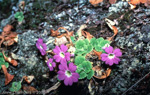 <i>Primula membranifolia </i>