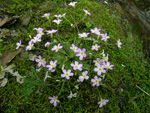 <i>Primula merrilliana </i>
