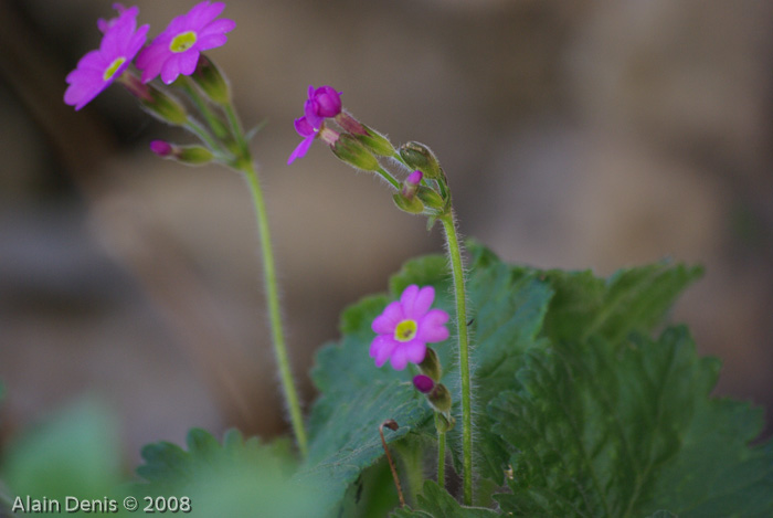 <i>Primula minkwitziae </i>