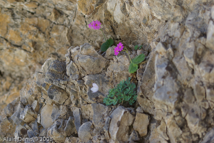 <i>Primula minkwitziae </i>