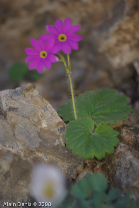 <i>Primula minkwitziae </i>