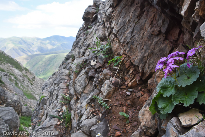 <i>Primula minkwitziae </i>