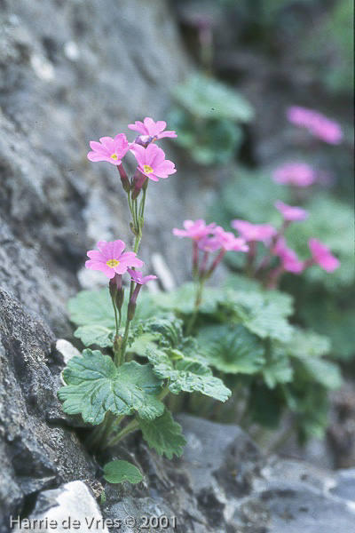 <i>Primula minkwitziae </i>