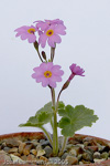 <i>Primula minkwitziae </i>