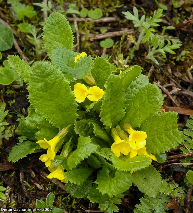 <i>Primula morsheadiana </i>