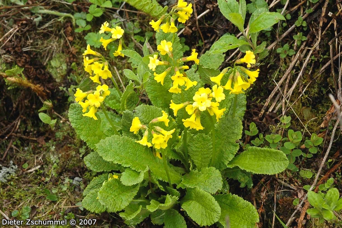 <i>Primula morsheadiana </i>