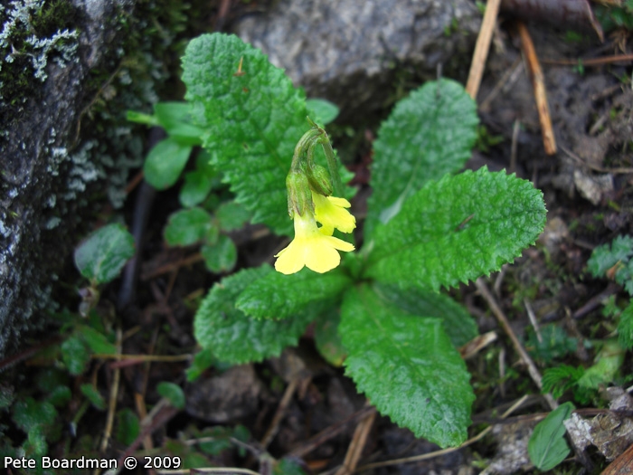 <i>Primula morsheadiana </i>