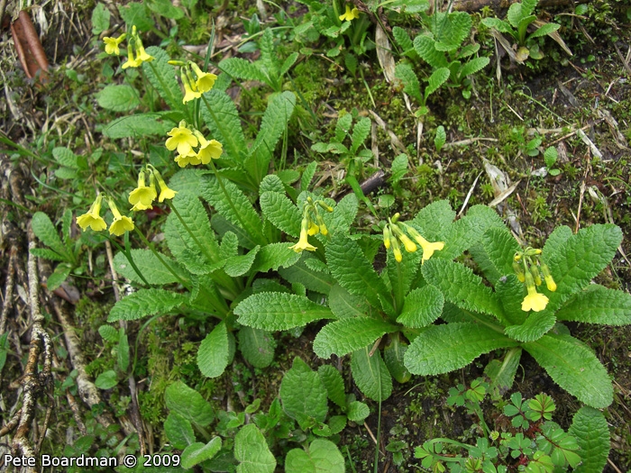 <i>Primula morsheadiana </i>