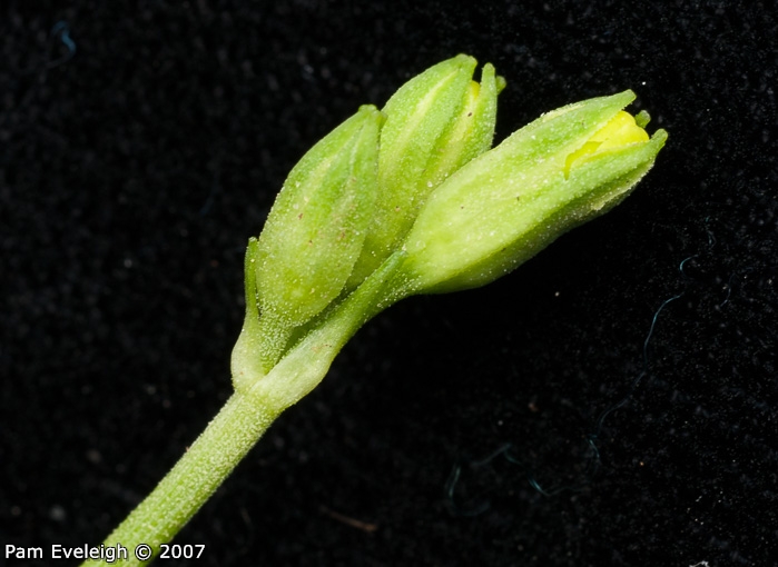<i>Primula morsheadiana </i>