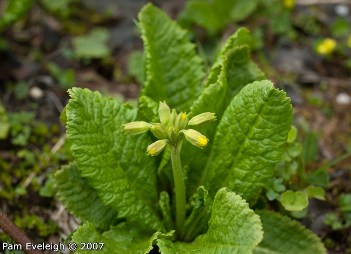 <i>Primula morsheadiana </i>