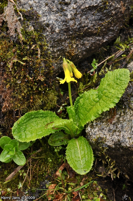 <i>Primula morsheadiana </i>