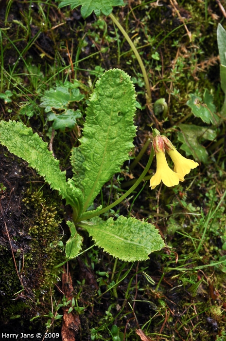 <i>Primula morsheadiana </i>