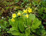 <i>Primula morsheadiana </i>
