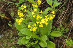 <i>Primula morsheadiana </i>