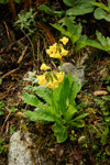 <i>Primula morsheadiana </i>