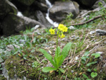 <i>Primula morsheadiana </i>