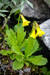 <i>Primula morsheadiana </i>
